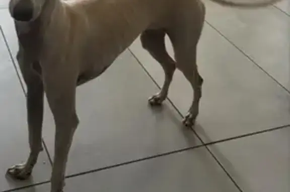 Petite chienne perdue, cœur blanc au cou - photo