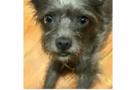 Lost Grey Dog on Foster Ave, NY