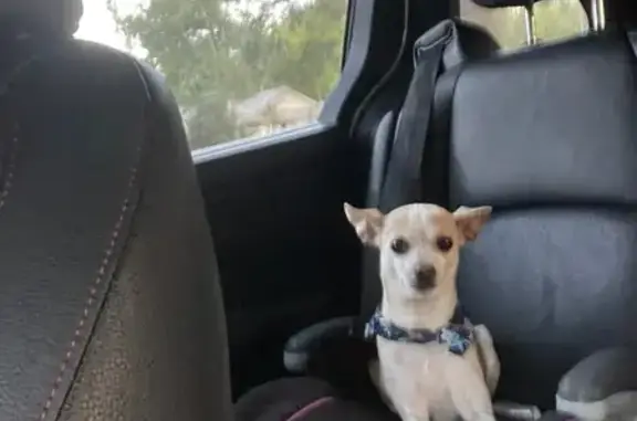 Lost 12-Year-Old Chihuahua in Gainesville
