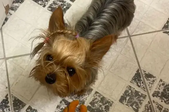 Lost Tiny Yorkie: Tan & Silver, 3 lbs