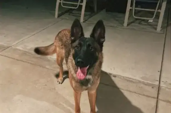 Missing dog Jurupa Valley, photo: Lost Belgian Shepherd Mix in Jurupa Valley