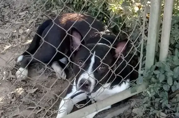Found dog Nashville, photo: Found Dog: Black & White in Nashville