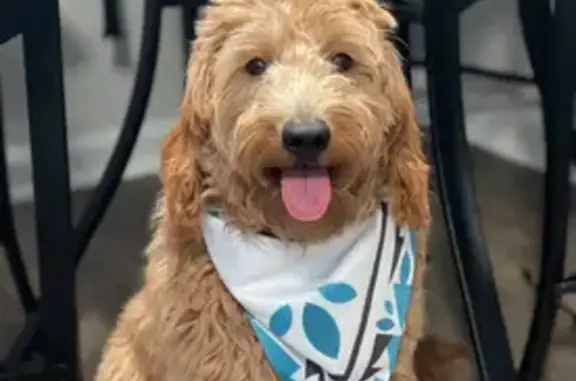 Lost Fluffy Golden Dog on Oakcrest Rd