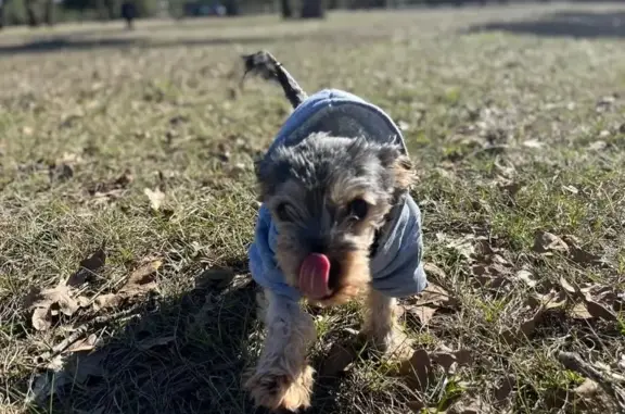 Lost Yorkie: Playful Pup on Red Oak Dr