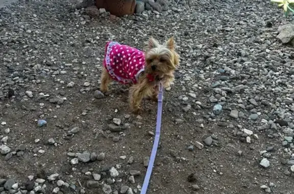 Missing dog Arizona City, photo: Brave Lost Golden: Tucson's Alert Hero