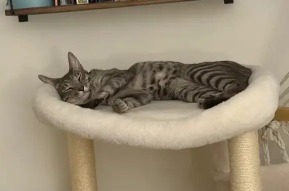 Lost Grey Tabby: Skinny, Big-Eared Boy