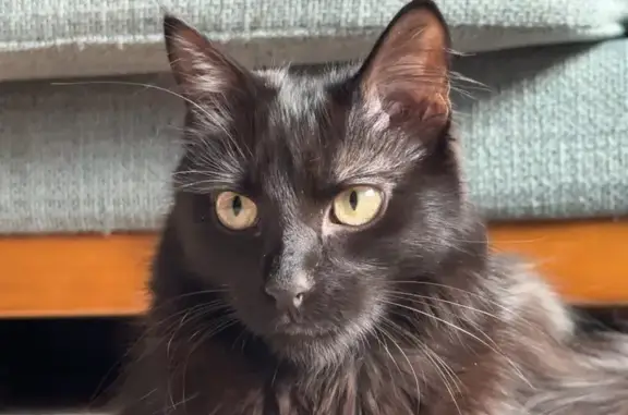 Lost Black Cat with White Paw in Chicago