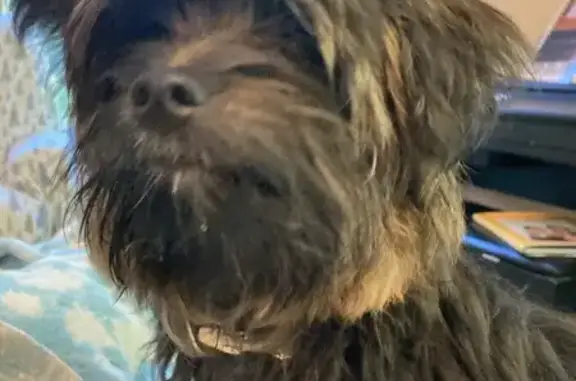 Lost Yorkie Mix in Branson, MO: Help Find!