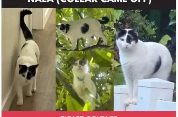 Lost pets East Honolulu, photo: Lost Cat: Unique Black Heart Markings