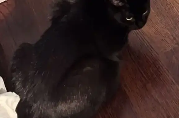 Lost Black Cat: Seen at Night on Meadow Dr