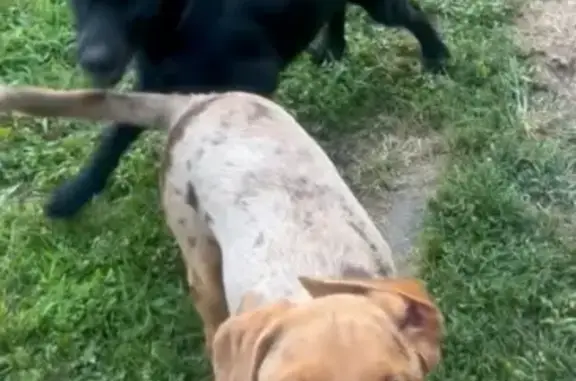 Lost: Friendly Beagle Mix in Kinmundy