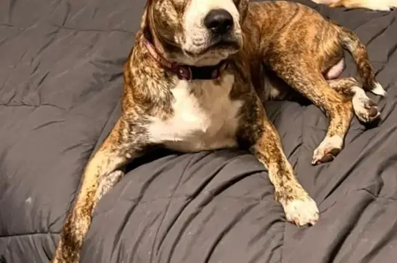 Lost Dog Chico: Help Find Our Brindle Pup!