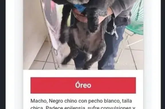 Perro Negro Perdido en Toluca: Urge Medicación