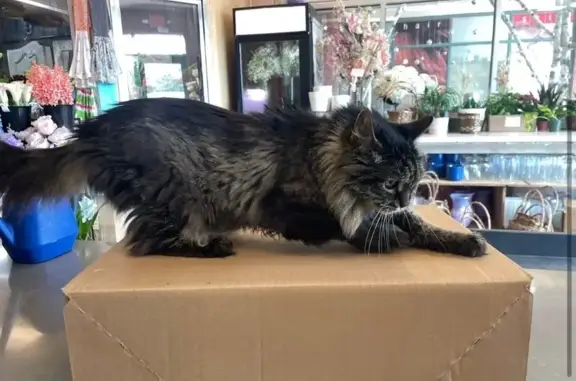Help Find Fluffy: Blind, Wobbly Cat Lost