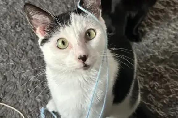 Lost pets Lincoln, photo: Lost Cat: Green-Eyed, Black & White Beauty