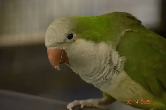 Lost pets Columbus, photo: Lost Bird: Colorful Parrot on Dinsmore