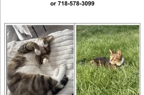 Lost FIV+ Neutered Cat in Philly Area