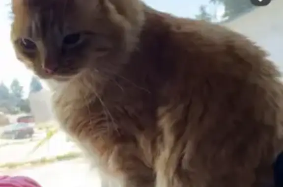 Lost pets Idaho Falls, photo: Lost: Huge Fluffy Orange Cat in Idaho Falls