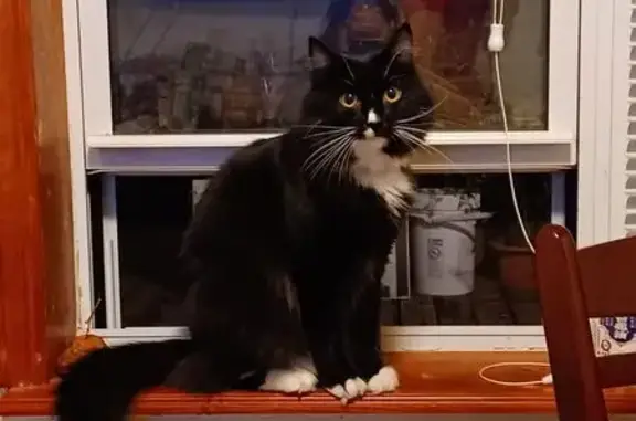 Lost Tuxedo Cat: Blue Collar, Pink Pompom