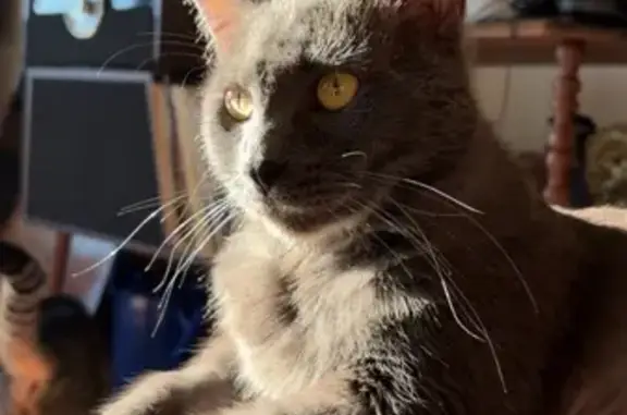Lost Skittish Cat: Riverside Dr, Huron
