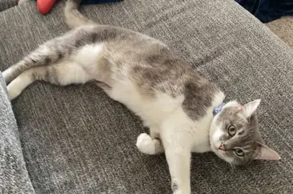Lost Grey & White Cat in Jefferson, GA