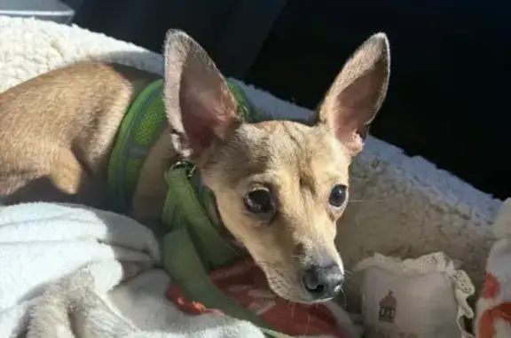 Lost Dog: Small, Long, Big-Eared in Schaumburg