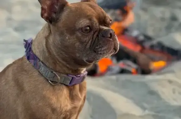 Lost pets Beaverton, photo: Lost 20lb Brown Frenchie Mix in Beaverton
