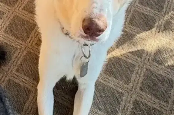 Lost Dog: White Coat, Pink Collar, Elania Dr