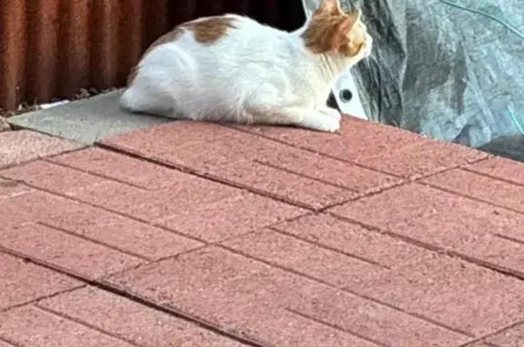Found pets Tucson, photo: Found Cat on E 13th St, Tucson!