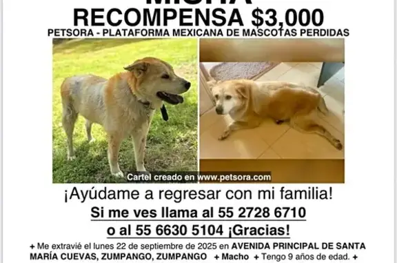 Perro Perdido: Amarillo y Blanco en Santa María