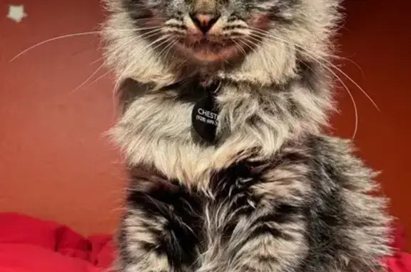 Missing cat Flagstaff, photo: Lost Grey Tabby: Chester, Friendly & Vocal