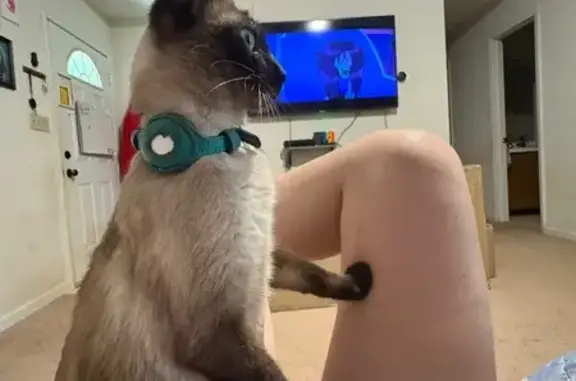 Lost Siamese Cat - Hines Court, Youngsville