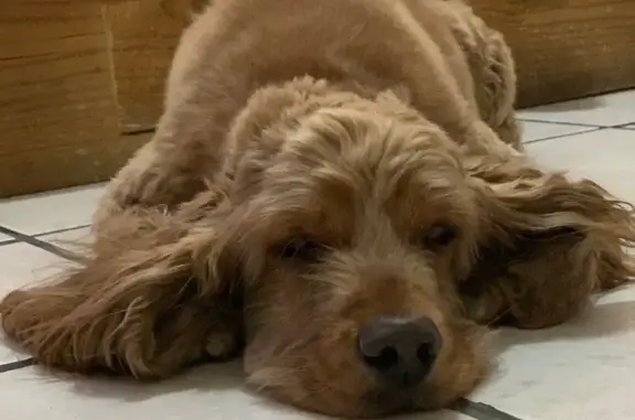 Perro Cocker perdido: collar café, no agresivo