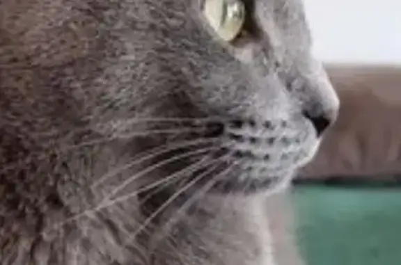 Animaux perdus Roquebrune-sur-Argens, photo: Chat gris perdu à Roquebrune-sur-Argens