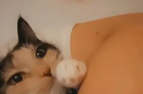Freckled Calico Lost on Hooper Farm Rd