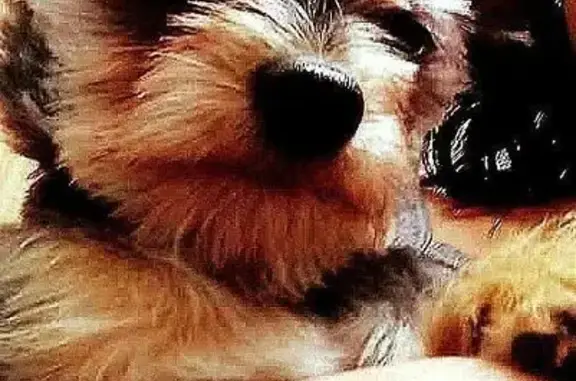 Lost Yorkie Mix: 2-Year-Old, 3lbs, Cloquet
