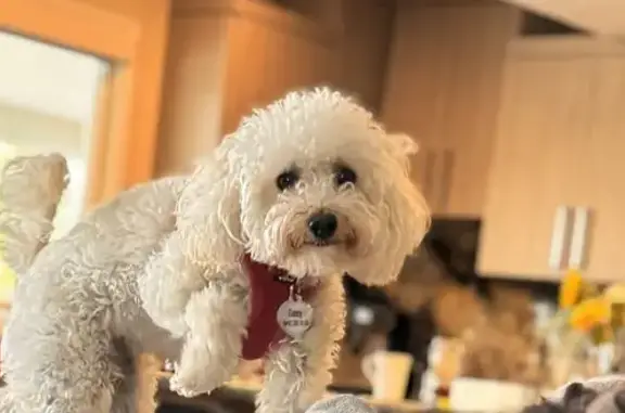 Help Us Find Our Lost Dog & Earn $500!