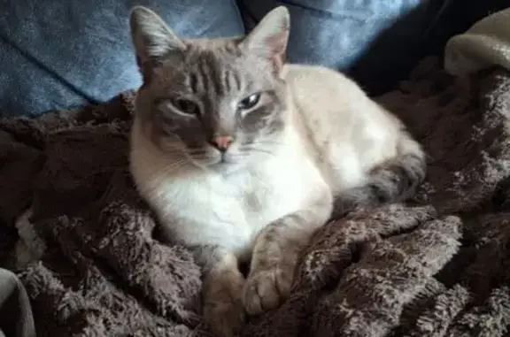 Chat perdu : crème et gris tigré, La Norma - photo