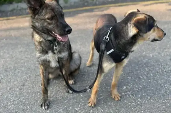 Chien perdu: berger belge, brun noir - photo
