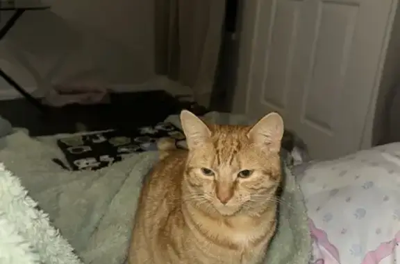 Lost Ginger Cat: Scar Under Left Eye
