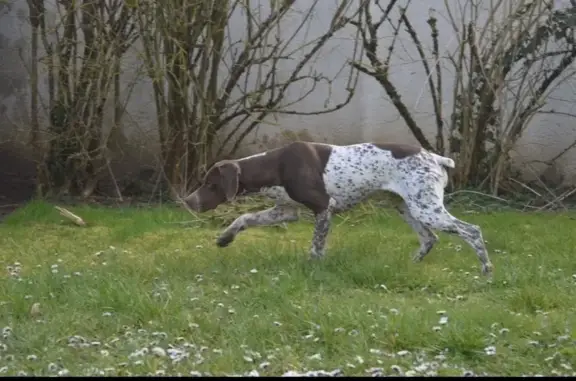 Animaux perdus Souppes-sur-Loing, photo: Chienne perdue près de Ceriseaux