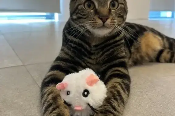 Lost Tabby Cat: Friendly & Vocal in Stirling