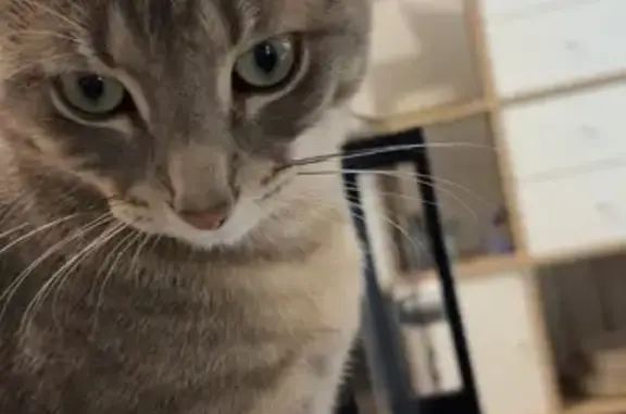 Chat gris tigré perdu à Lyon - photo