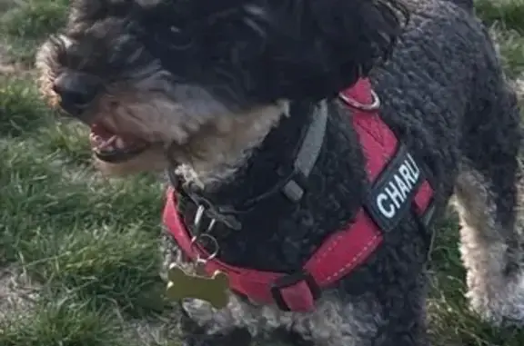 Lost Dog: Mid-Length Hair, Bate Bay Road