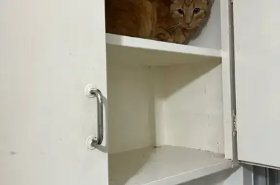 Found: Young Ginger Cat on Gor...