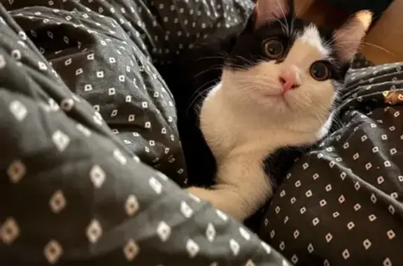 Chatte bicolore perdue à Thionville - photo