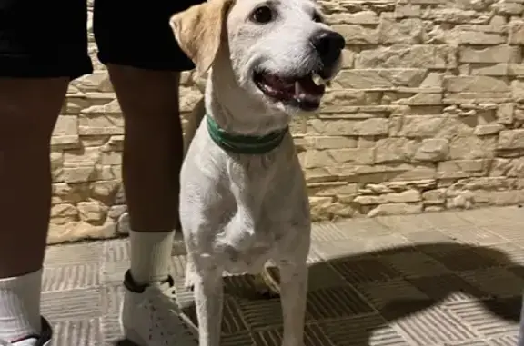Perro encontrado , foto: Perro Blanco con Manchas Beige en Utrera