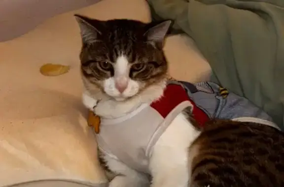 Lost Skittish Cat: Grey/Brown/White
