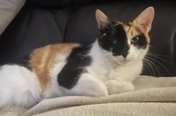 Chatte perdue : Lisa, 4 ans, Plaissan - photo