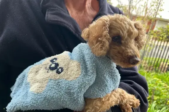 Friendly Old Dog Found on Dori...